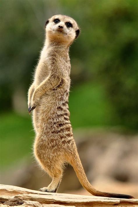 Curious Meerkat