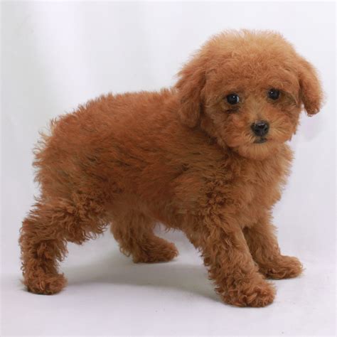 Red Toy Poodle All About This Stunning And Rare Color