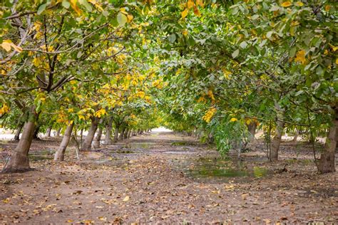 Chandler Walnut Orchard Premier California Properties