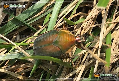 Green June Beetle