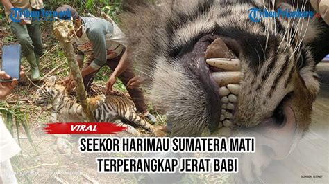 Seekor Harimau Sumatera Mati Usai Terkena Jerat Babi Di Pasaman Batar