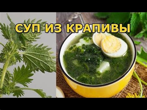 Как приготовить суп из крапивы - YouTube