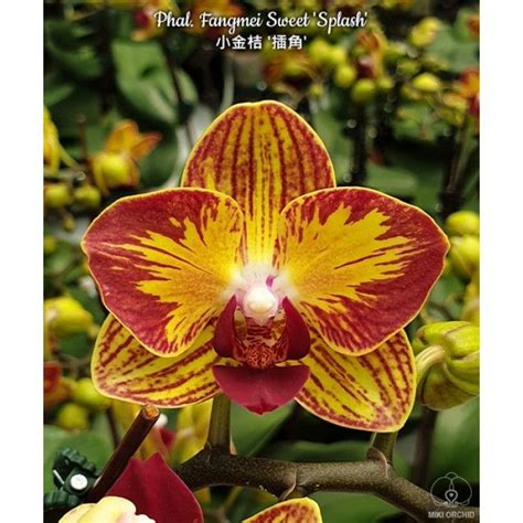 Phal. Fangmei Sweet Splash