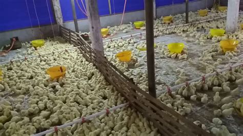 Anak Ayam Broiler Umur 2 Hari Youtube