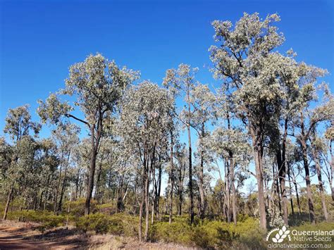 Eucalyptus Fibrosa Subsp Nubilis Dusky Leaved Ironbark Plant