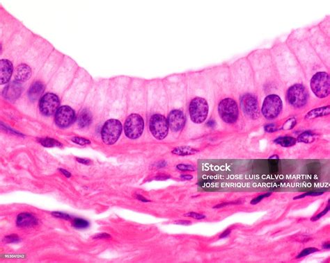 Epithelial Tissue Under Microscope