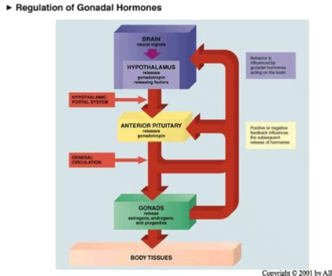 Sex Differences Flashcards Quizlet