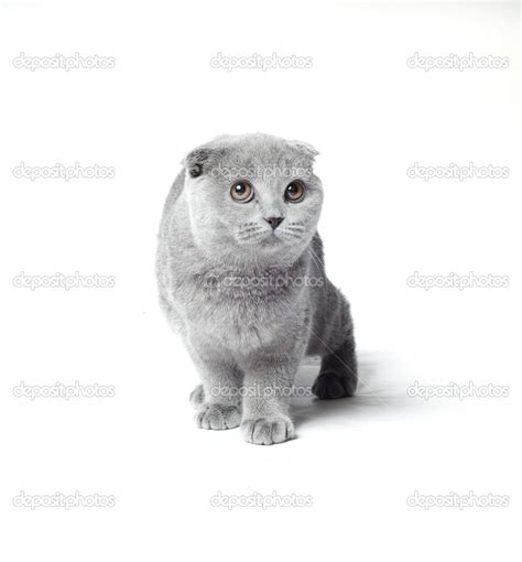 Grey Cat — Stock Photo © Medvedikov 46905789
