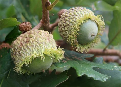 Bur Oak Acorns Quercus Macrocarpa Have The Largest Acorn O Flickr