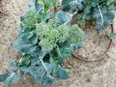 When To Harvest Broccolini - Gardening Tips 2023 - Northern Nester