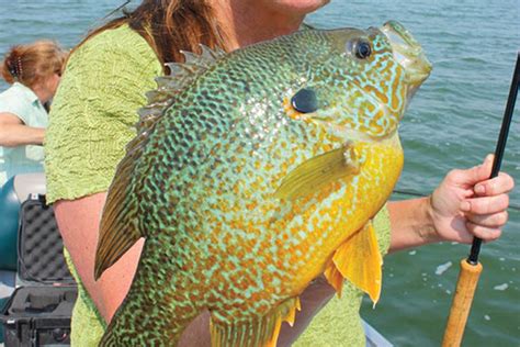 5 Fantastic Panfish Float Rigs In Fisherman