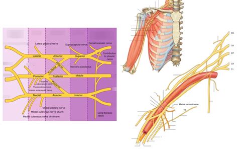 Diagram Of Brachial Plexus Quizlet