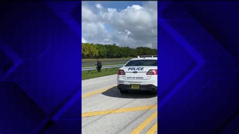 Doral Police Officer Pulls Over To Save Turtle In Southwest Ranches Wsvn 7news Miami News