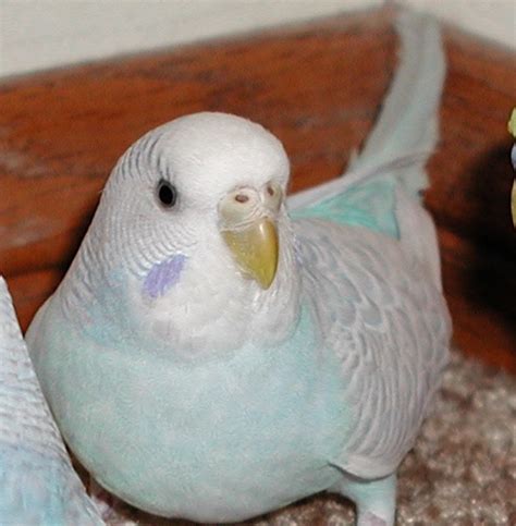 Parakeet Age And Gender Hubpages