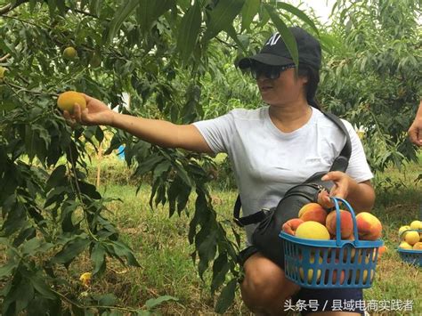 千人赴約玉屏黃桃採摘節，網紅空降直播引30萬人觀看 每日頭條