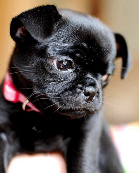 Black puppy pictures of chug dog.PNG (1 comment)