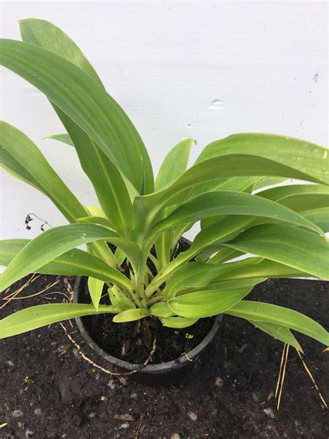 Renga Lilly Christchurch Renga Lily For Sale Nz Nz