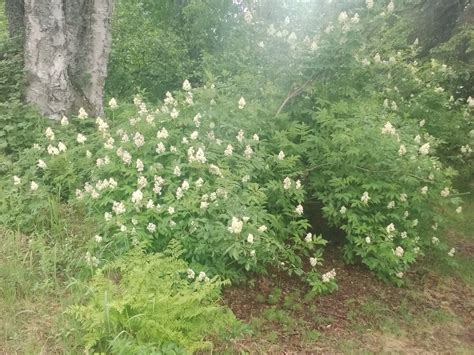 Alaska Bush Life Off Road Off Grid June At An Off Grid Alaska Cabin