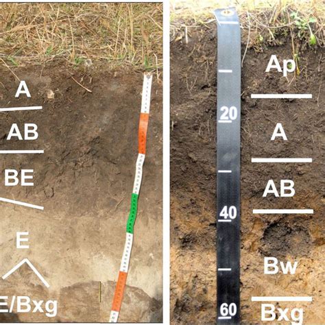 Pdf Soils And Hydrologic Processes Drive Wet Meadow Formation And