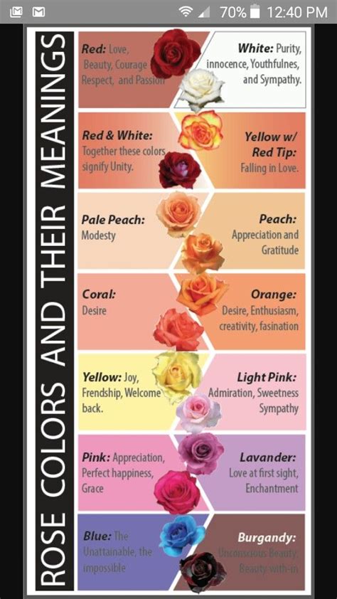 Red roses | Flower meanings, Rose color meanings, Different types of ...