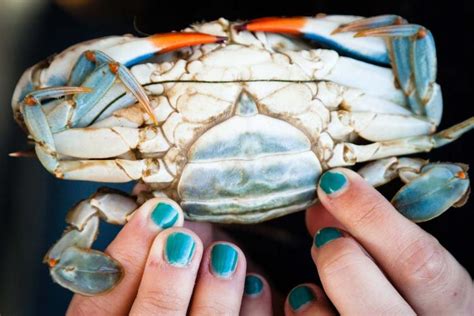 Blue Crab Noaa Fisheries