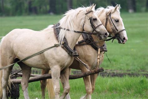 Clydesdale