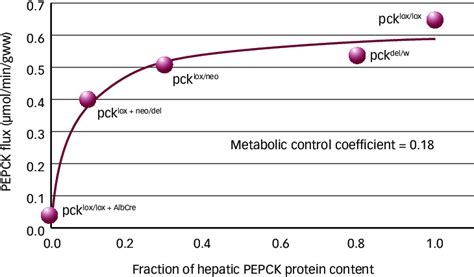 Nuclear Magnetic Resonance Analysis Of Flux Through The Gluconeogenic