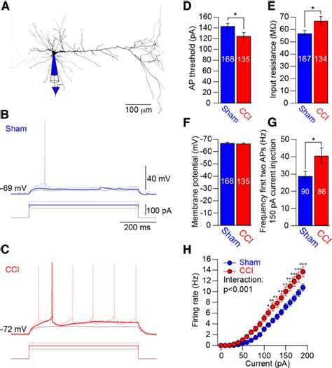 Nerve Injury Increases The Intrinsic Excitability Of L5 Pyramidal