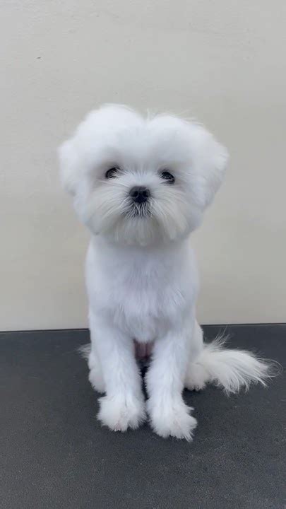 말티즈 베이비컷 강아지 미용 Shorts Maltese Grooming 애견미용 Youtube