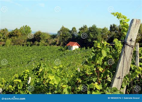 Vineyards On A Hill With A Cute Little House Blue Sky Stock Photo