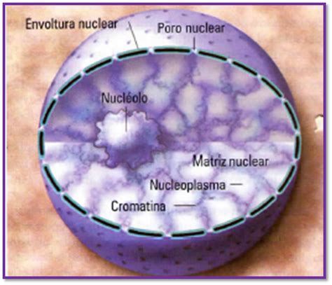 La biología una experiencia que genera conocimiento El núcleo