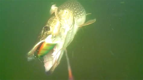 Northern Pike Underwater Trolling Strikes Water Wolf Youtube