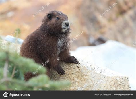 Vancouver Island Marmot Marmota Vancouverensis Mount Washington Natural Habitat Vancouver Stock ...