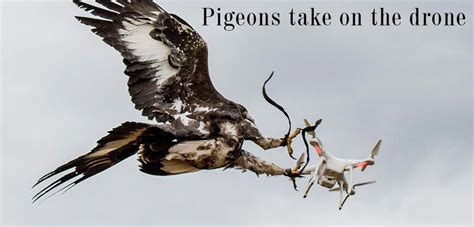 Pigeons Take On The Drone Drones 2021 Drone Pigeon Bald Eagle