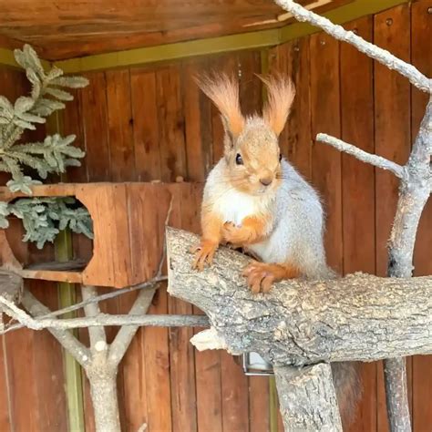 Белка — Парк Белый лев