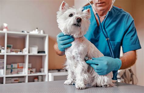 Con Que Frecuencia Debo Llevar A Mi Mascota Al Veterinario