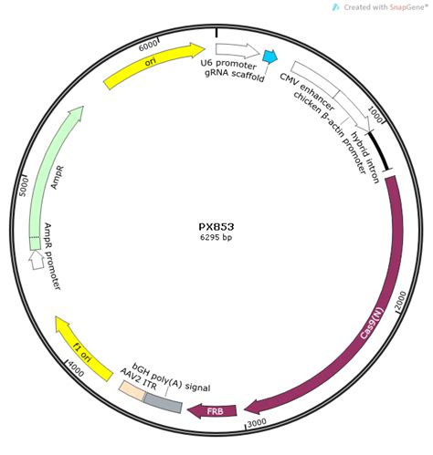 Px853载体质粒图谱 优宝生物