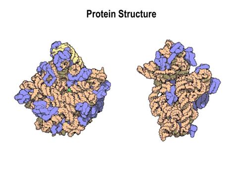 Ppt Protein Structure Powerpoint Presentation Free Download Id3353134