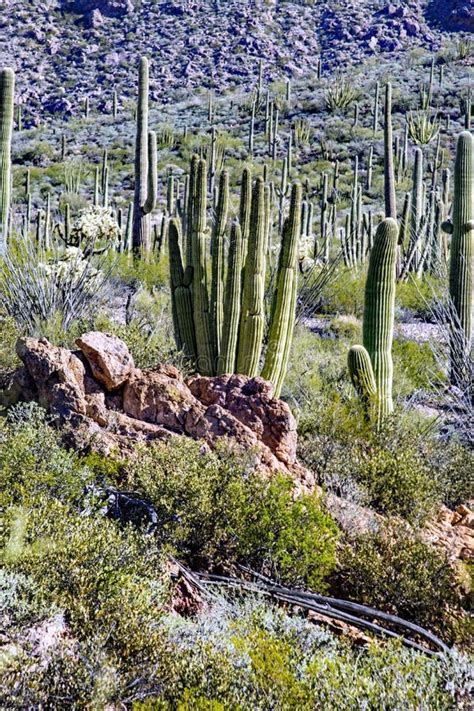 Organ Pipe Cactus Stock Photo Image Of Mexico Sonoran 82959006