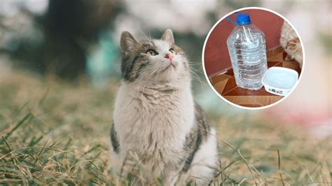 Cómo hacer un bebedero casero para gatos automático con una botella