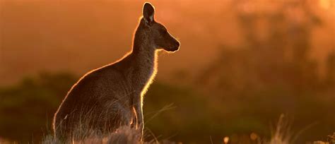 Highlights of the Australian Outback: Kangaroo Safari | Zicasso