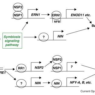 The Transcriptional Networks Of Medicago Truncatula Associated With