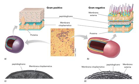 Cu L Es La Diferencia Entre Bacterias Gram Negativas Y Gram Positivas