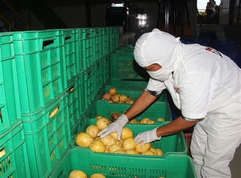 Productores Arriman Tn De Sus Cosechas A Frutimarca Y Corpozulia