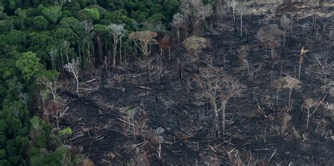 Amazon Deforestation Increases By Record 25 In 1st Half Of 2020