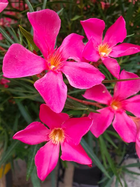 Oleander Flowers Free Stock Photo - Public Domain Pictures