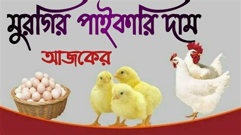 ২ নভেম্বর ২০২২ 🐓 আজকের ব্রয়লার ও সোনালী কক মুরগির পাইকারি দাম। Ajker