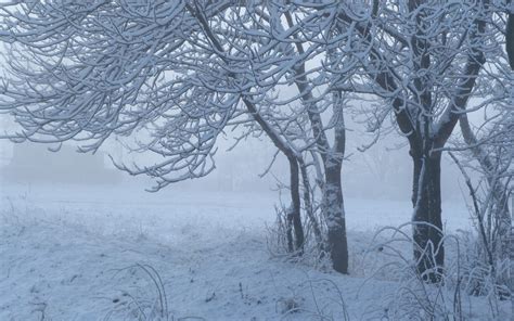 Wallpaper Landscape Forest Nature Branch Frost Freezing Tree