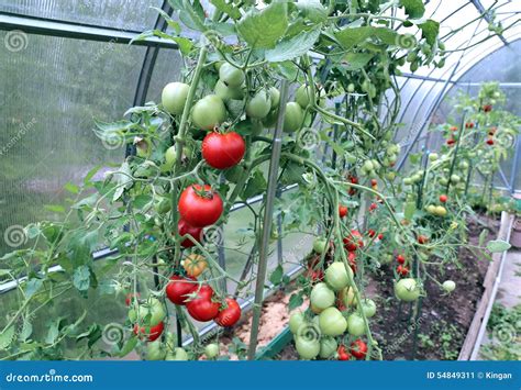 Tomates Rojos Y Verdes Que Maduran En El Arbusto En Un Invernadero