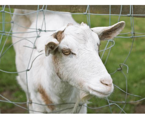 Electric Goat Fences To Protect Your Garden Profence Llc Goat Fences